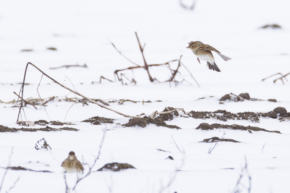 Eurasian Skylark (European) - ML630549592
