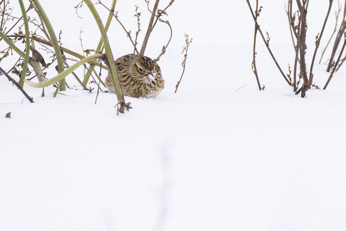 Eurasian Skylark (European) - ML630549596