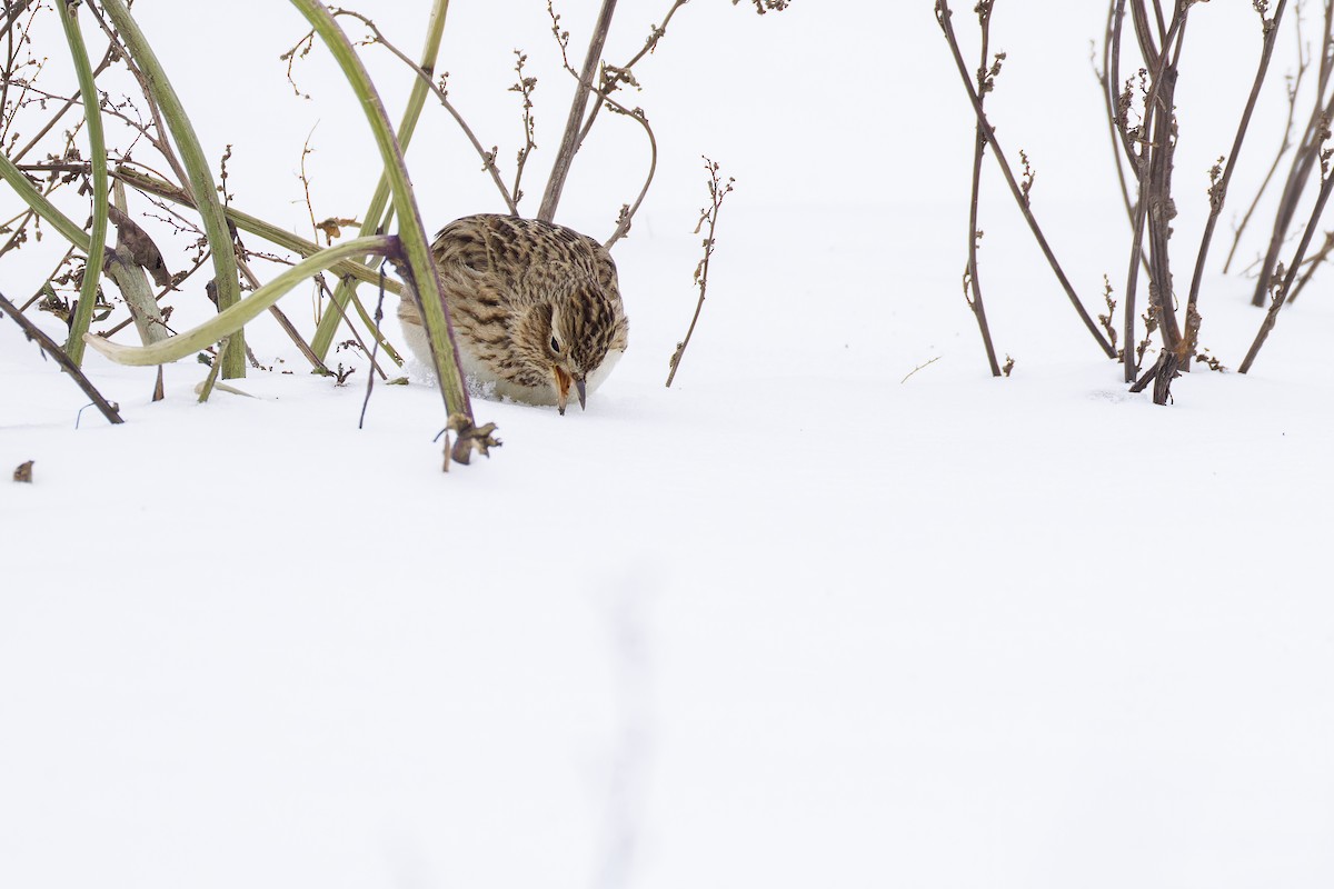 Eurasian Skylark (European) - ML630549597