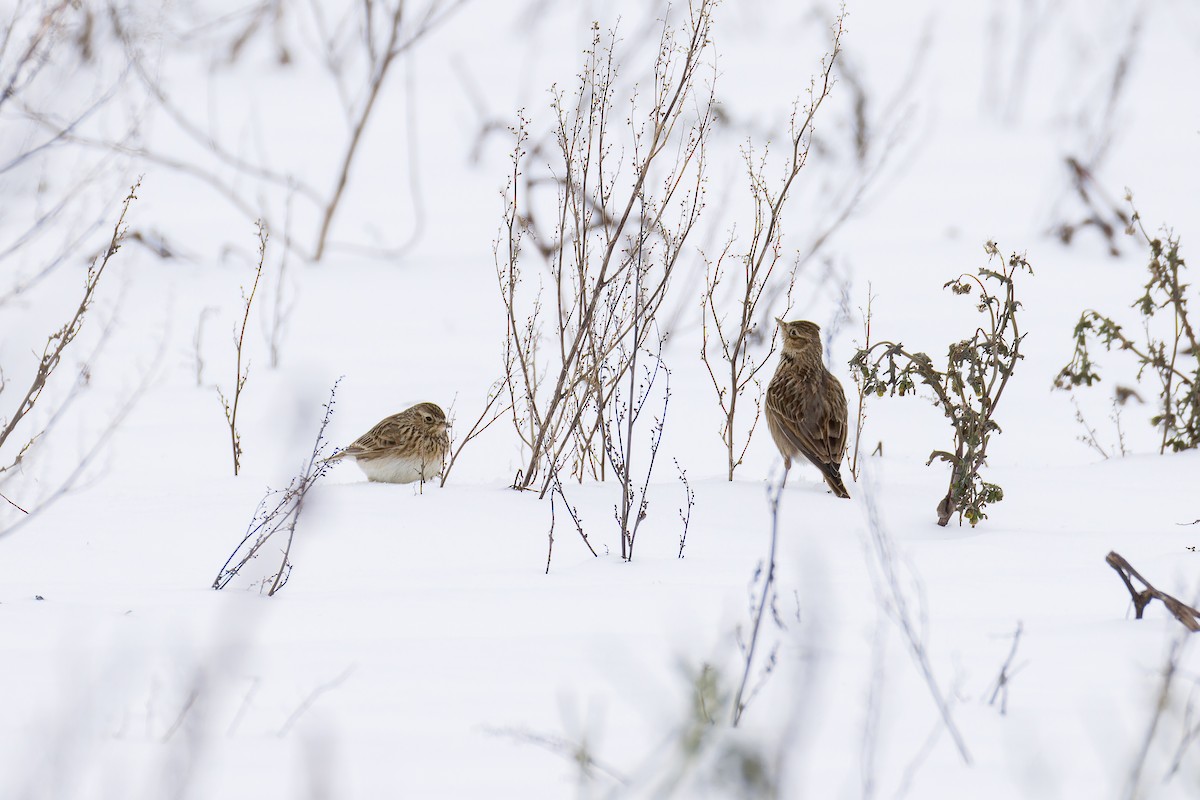 Eurasian Skylark (European) - ML630549599