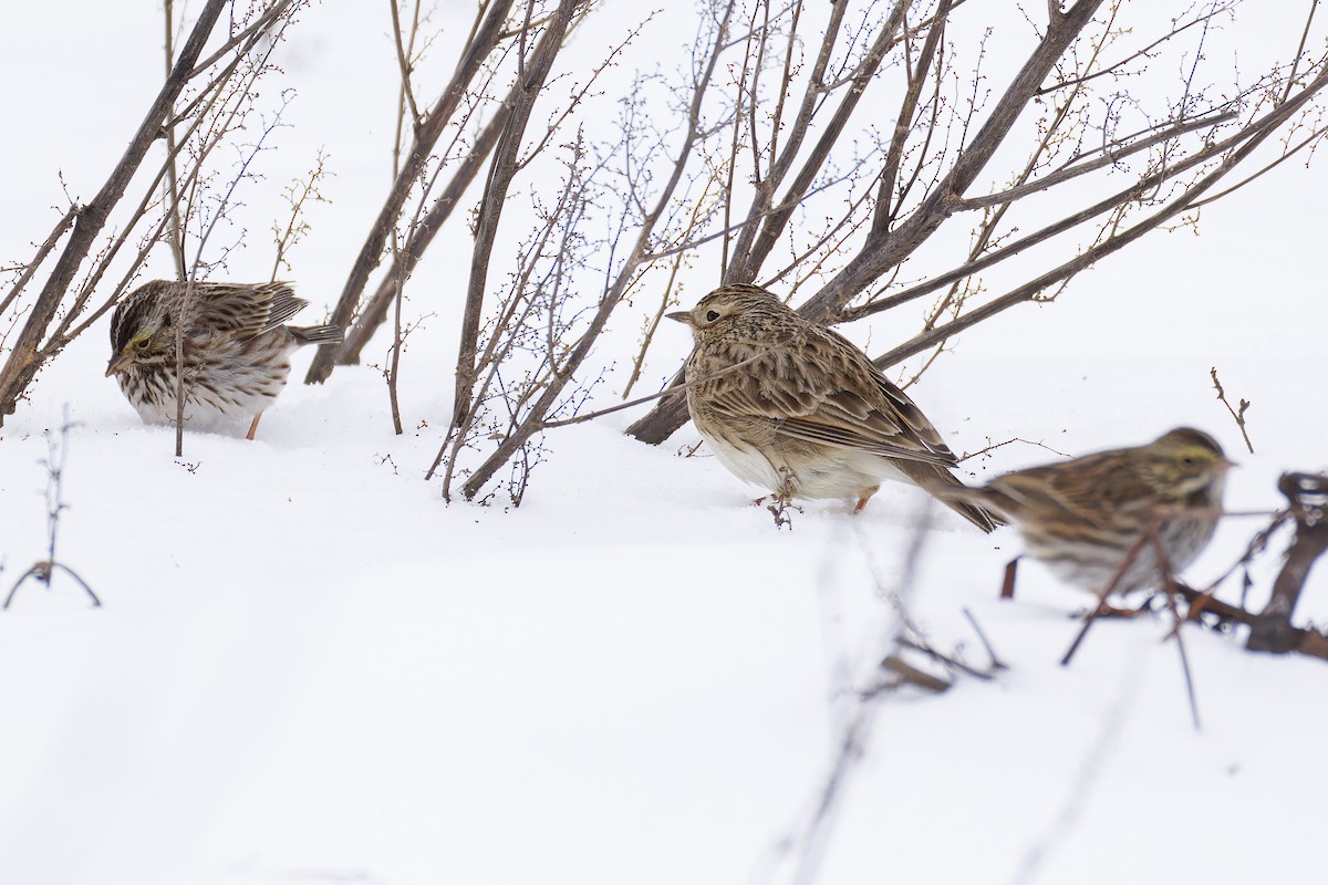 Eurasian Skylark (European) - ML630549600