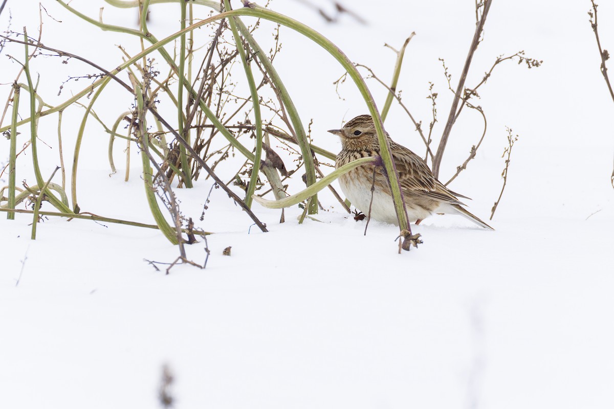 sanglerke (arvensis gr.) - ML630549697