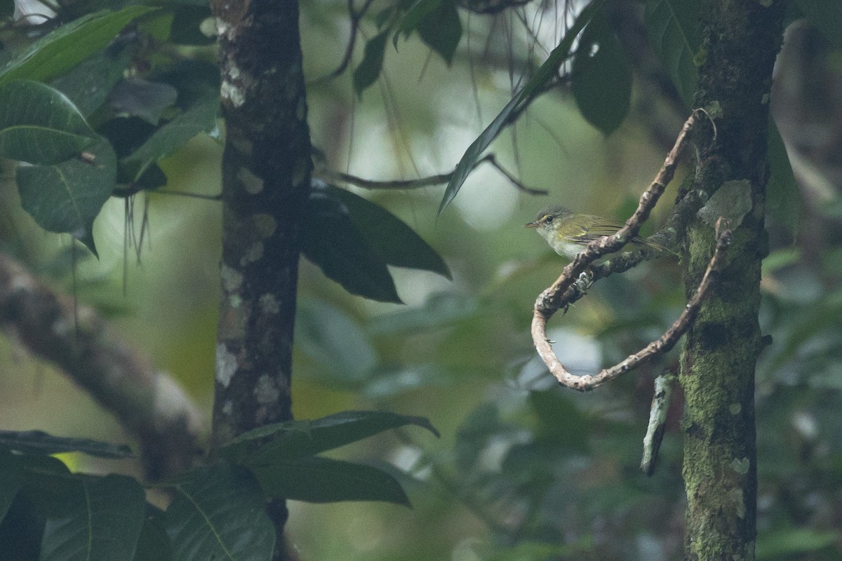 Philippine Leaf Warbler - ML630549724