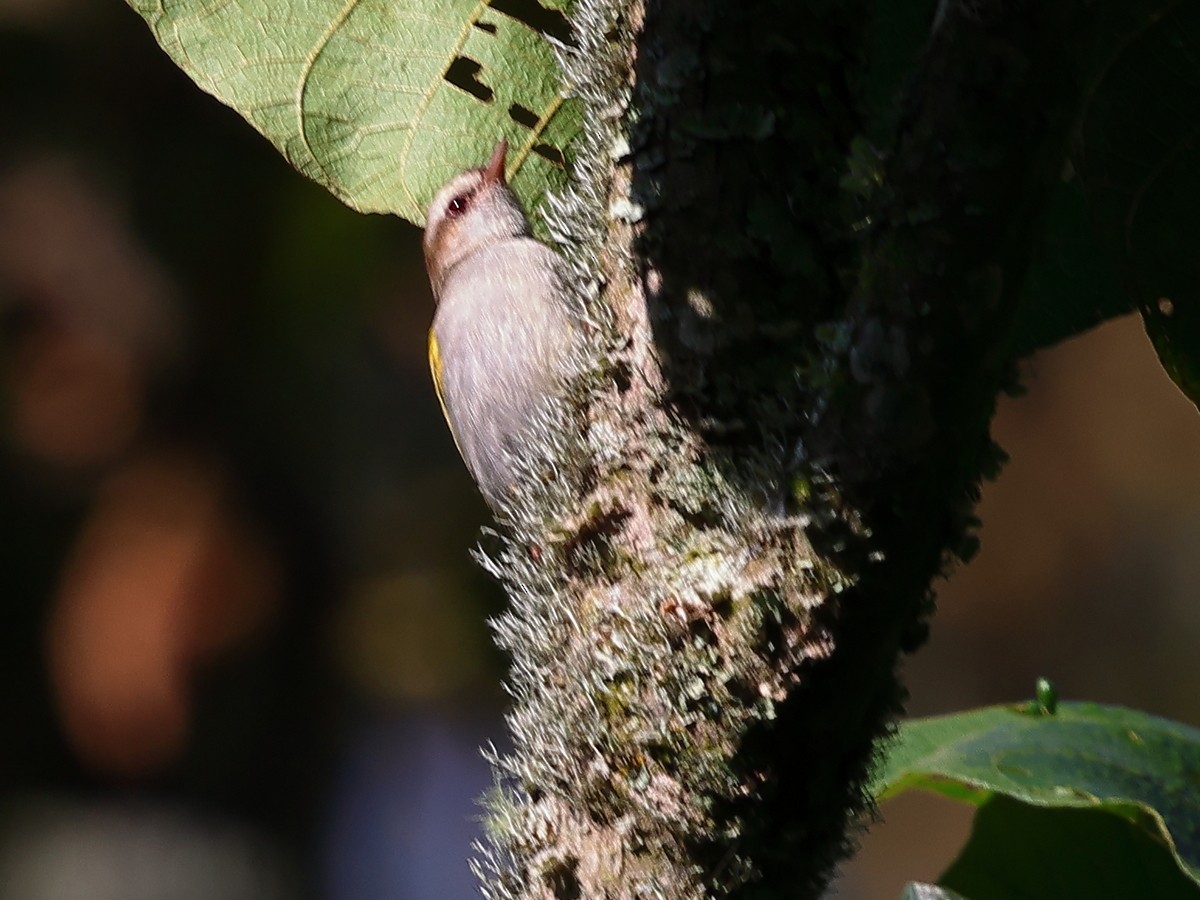White-browed Crombec (White-browed) - ML630549727