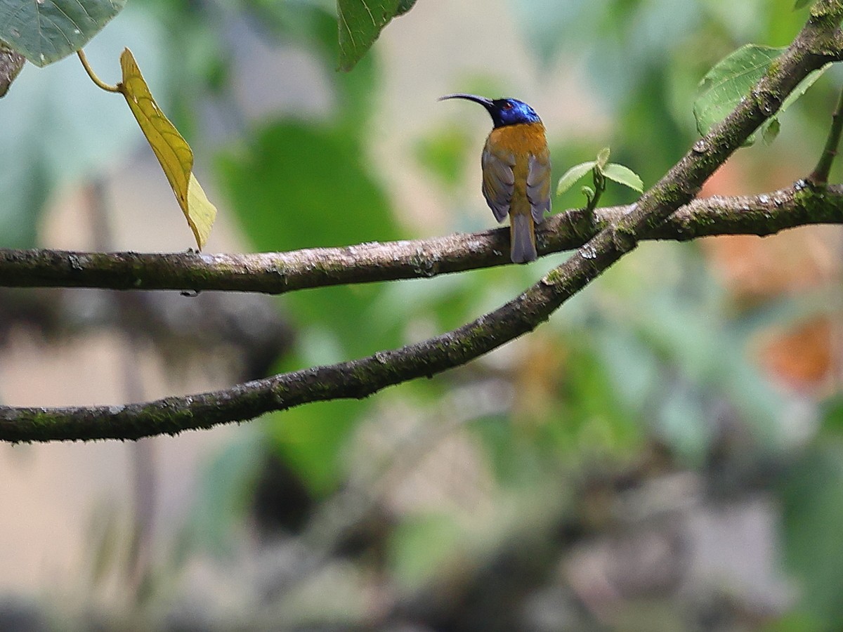 Blue-headed Sunbird - ML630549805