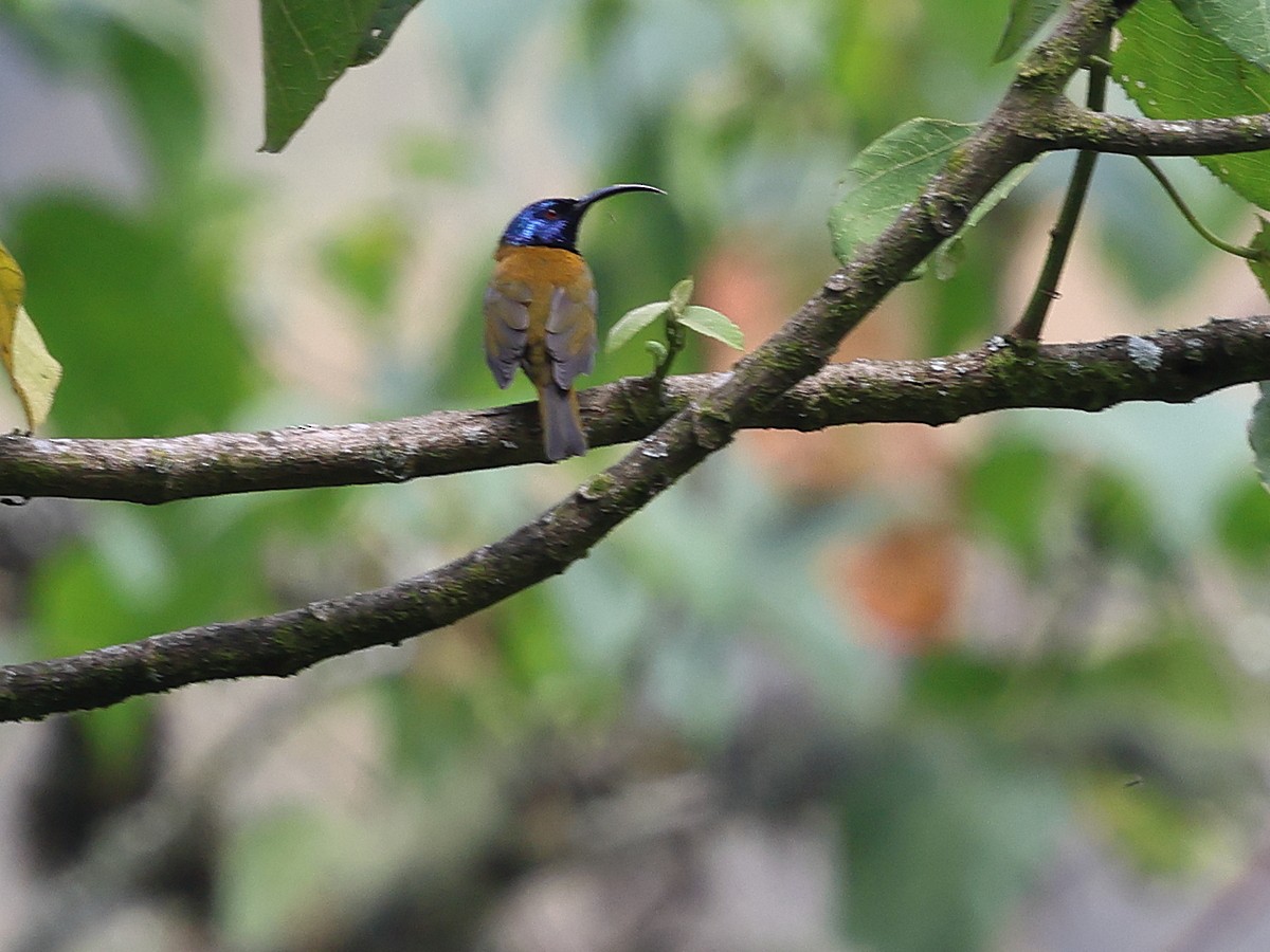 Blue-headed Sunbird - ML630549806
