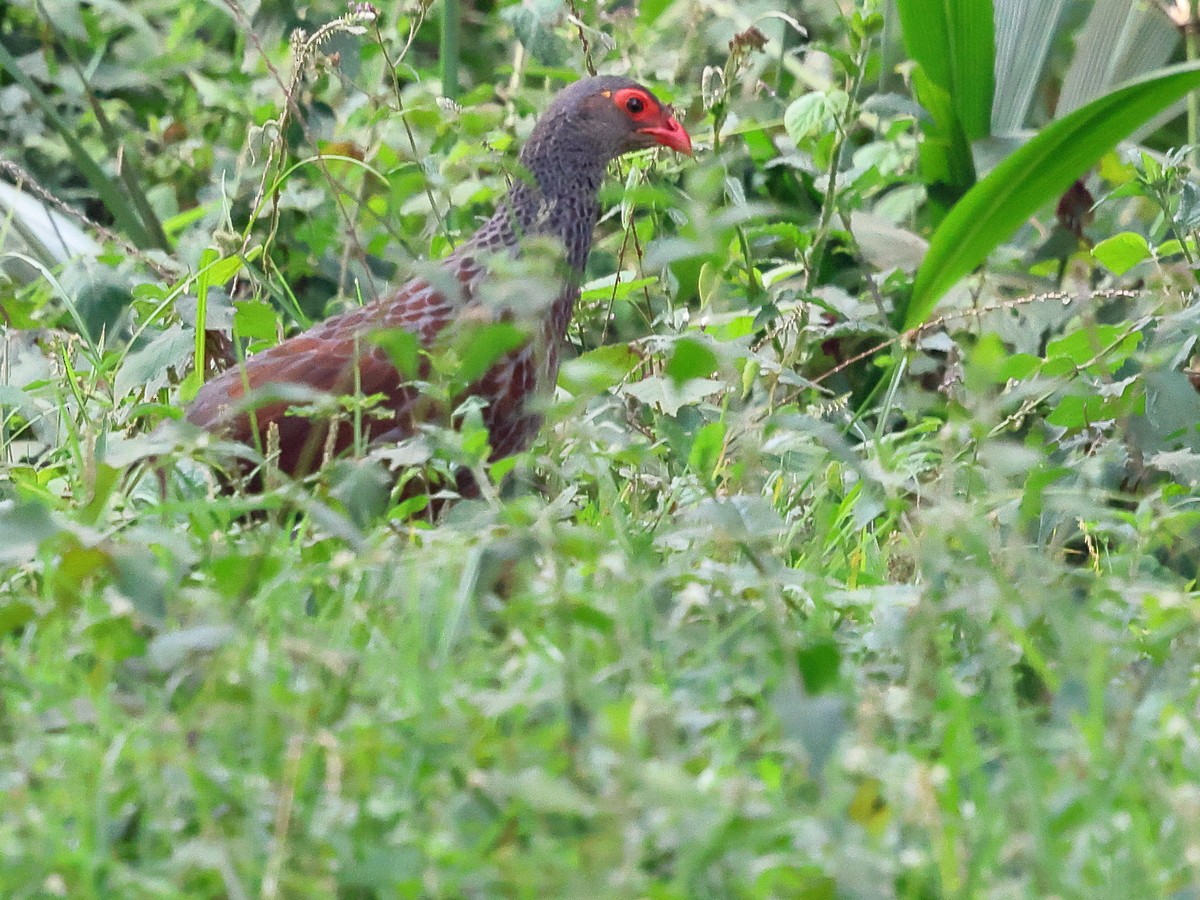 Handsome Spurfowl - ML630549896