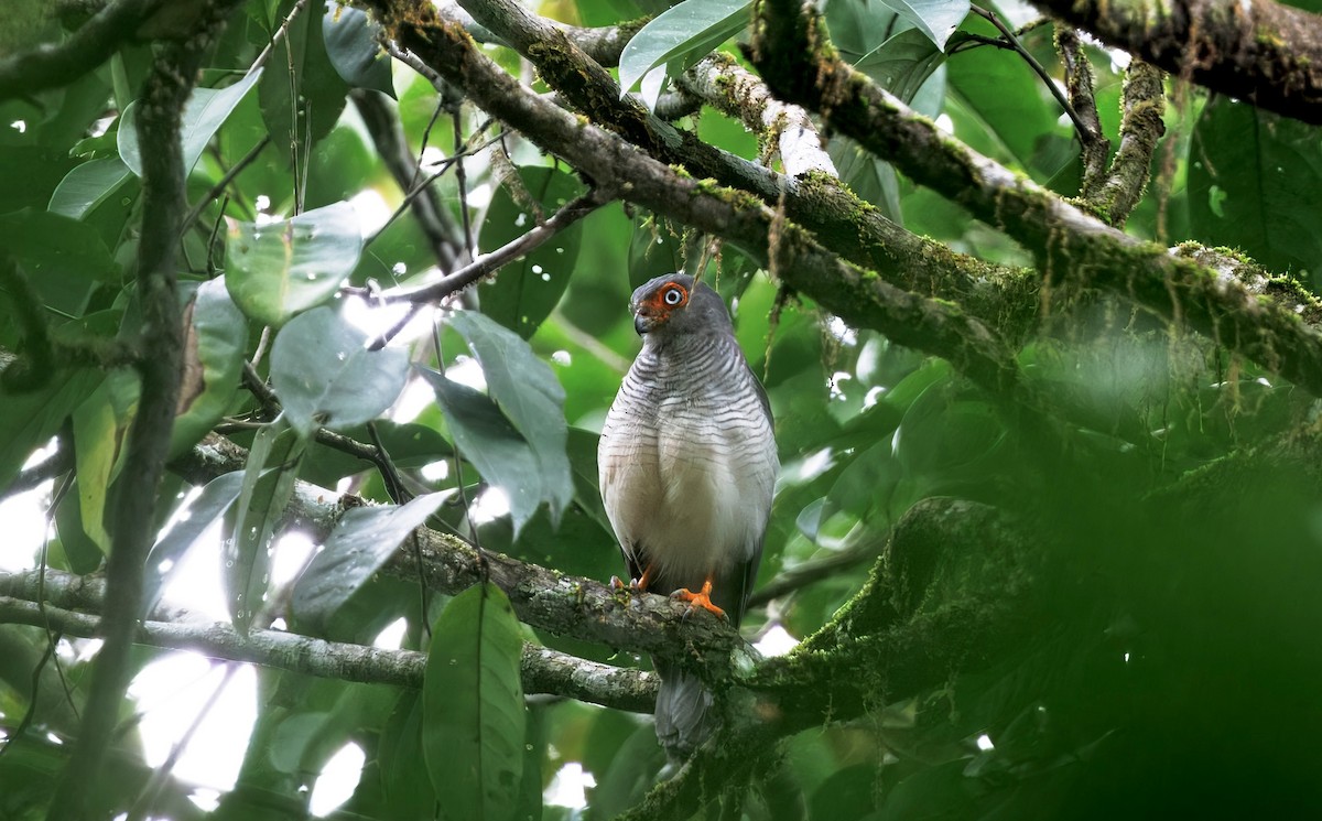 Cryptic Forest-Falcon - ML630550051