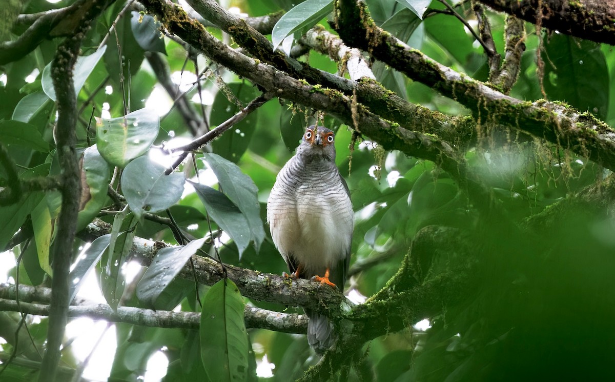 Cryptic Forest-Falcon - ML630550052