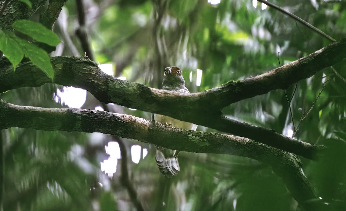 Cryptic Forest-Falcon - ML630550056