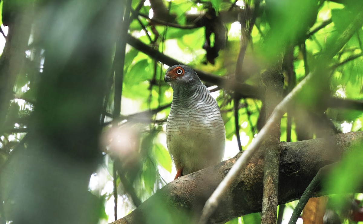 Cryptic Forest-Falcon - ML630550057