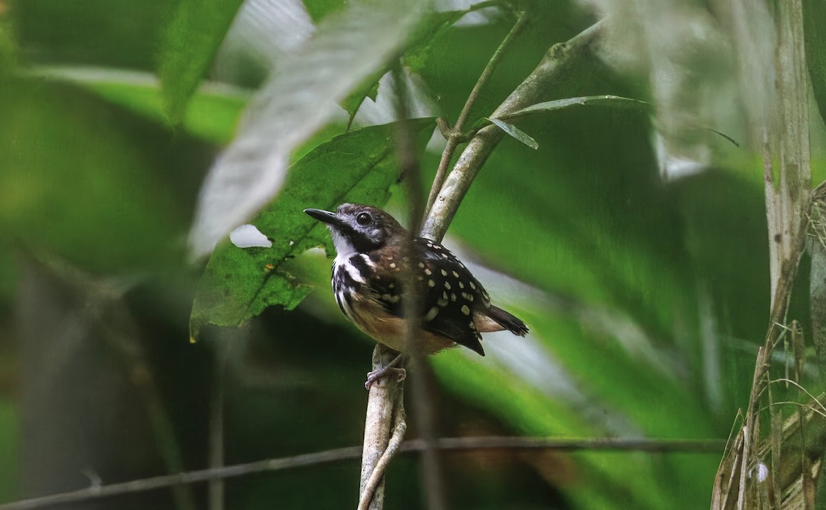 Dot-backed Antbird - ML630550072