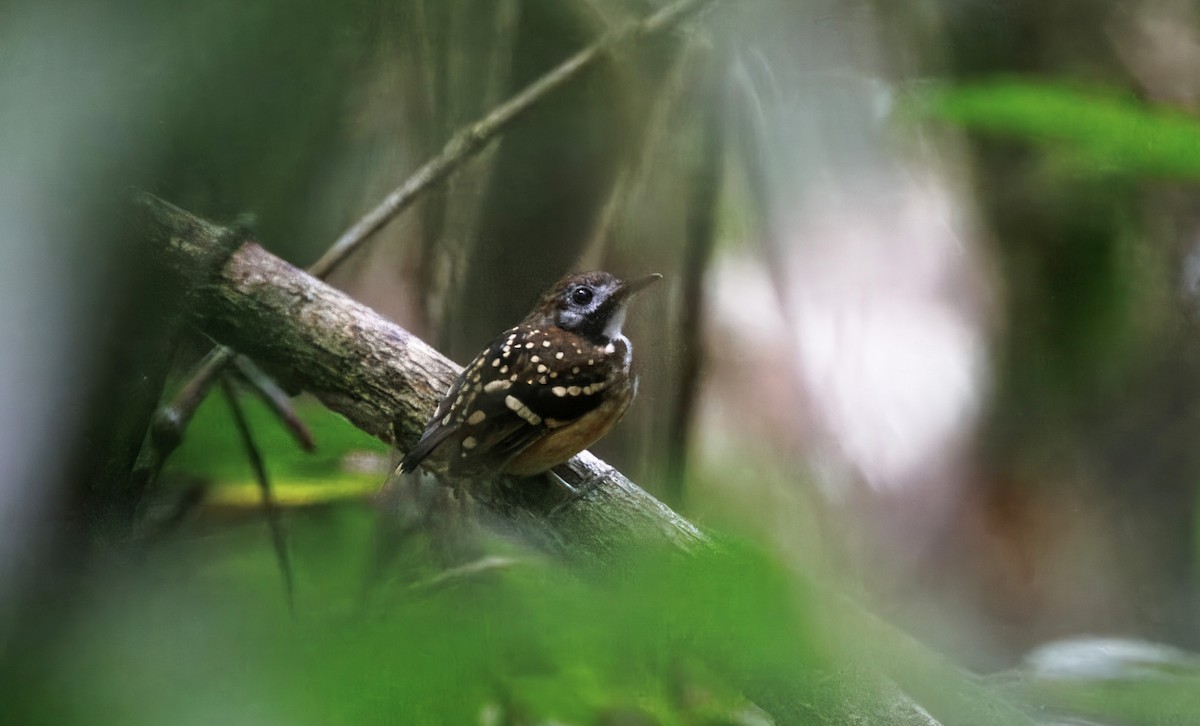 Dot-backed Antbird - ML630550073