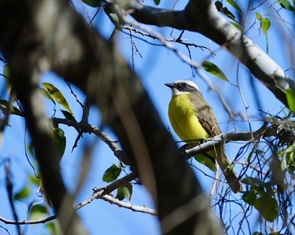 Social Flycatcher - ML630550163