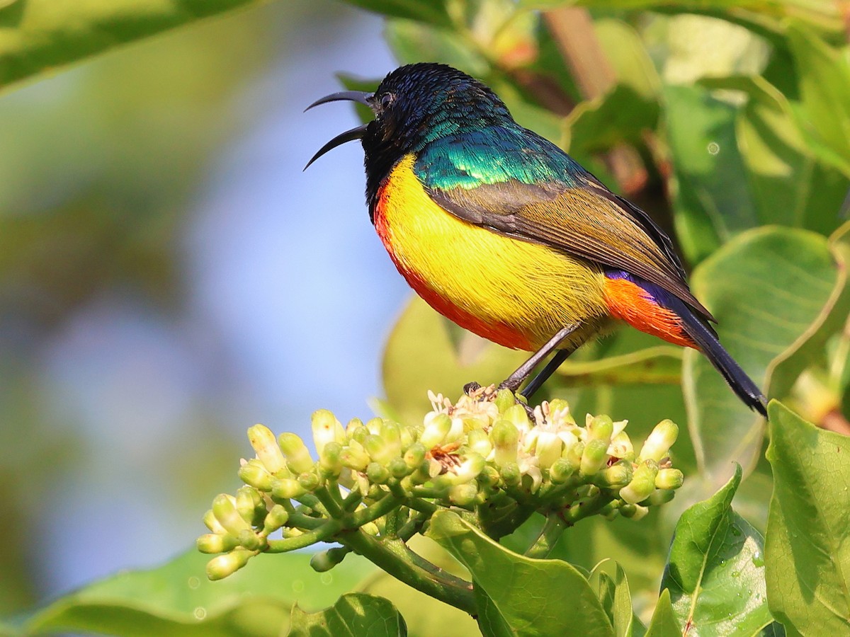 Regal Sunbird - ML630550272