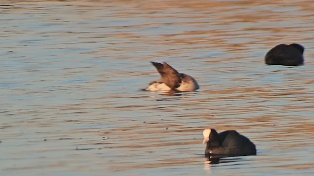 Мөнгөлөг шунгаахай - ML630550314