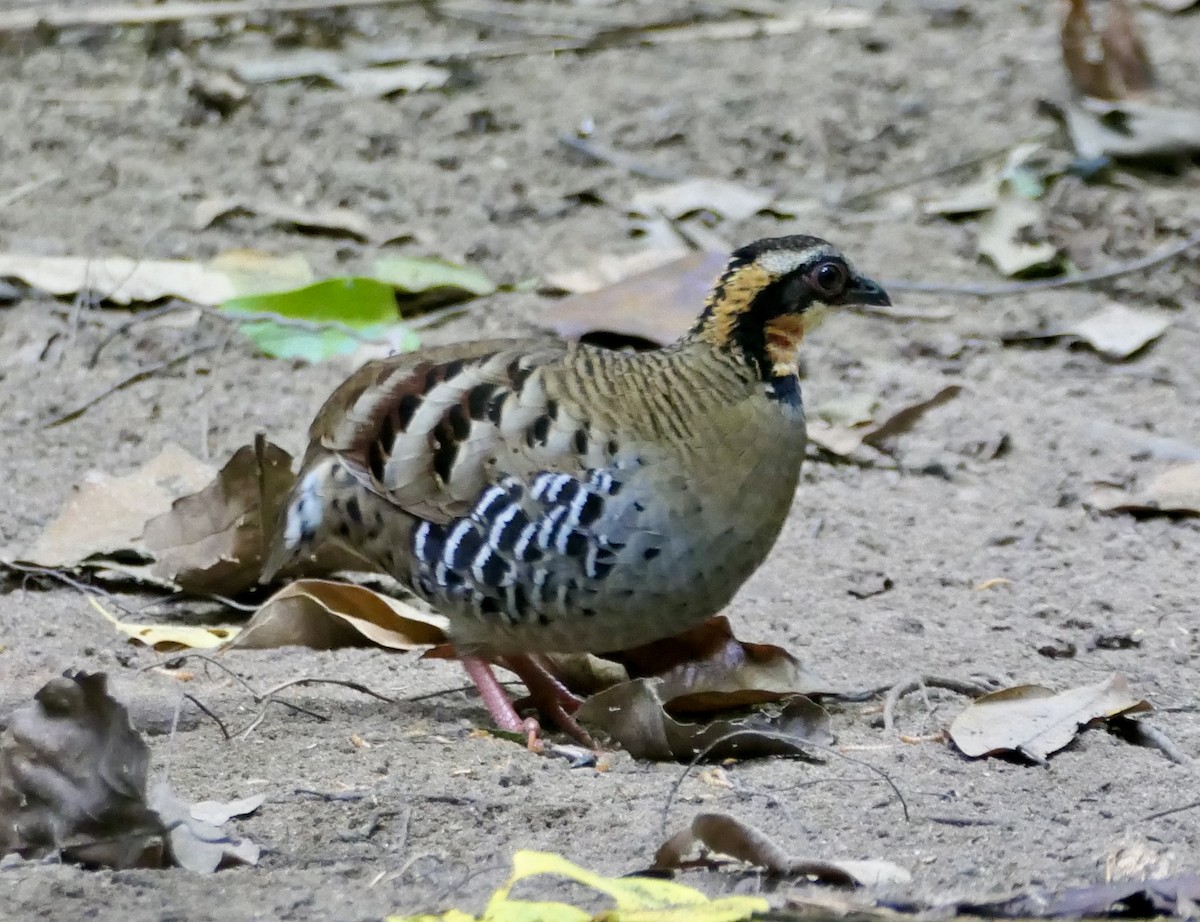 Orange-necked Partridge - ML630550346