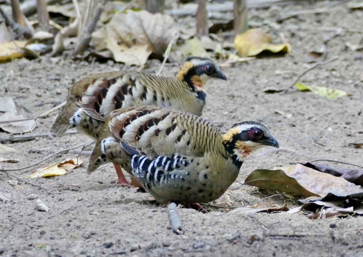 Orange-necked Partridge - ML630550347