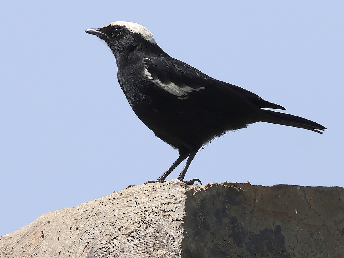 Arnot's Chat (Ruaha) - ML630550525
