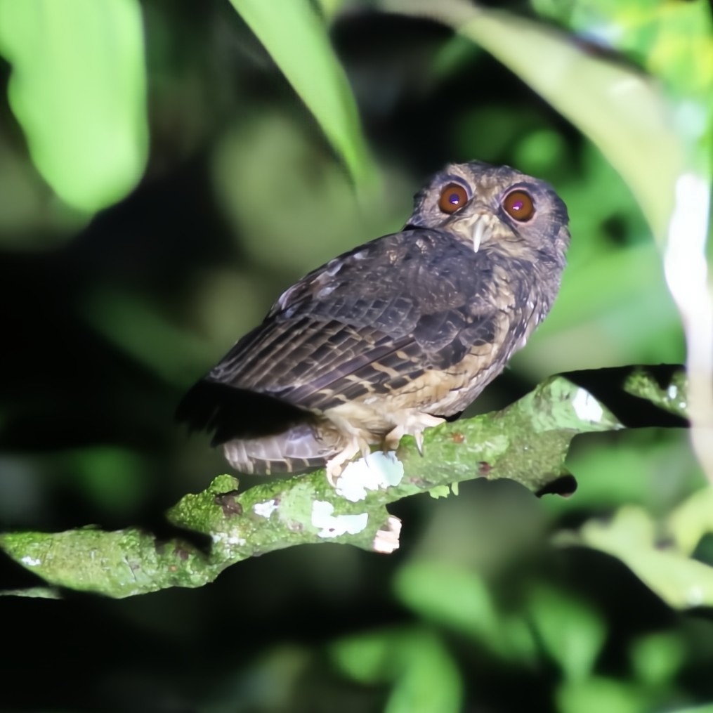 Tawny-bellied Screech-Owl - ML630550535