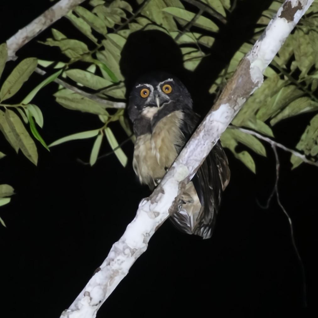 Spectacled Owl - ML630550542