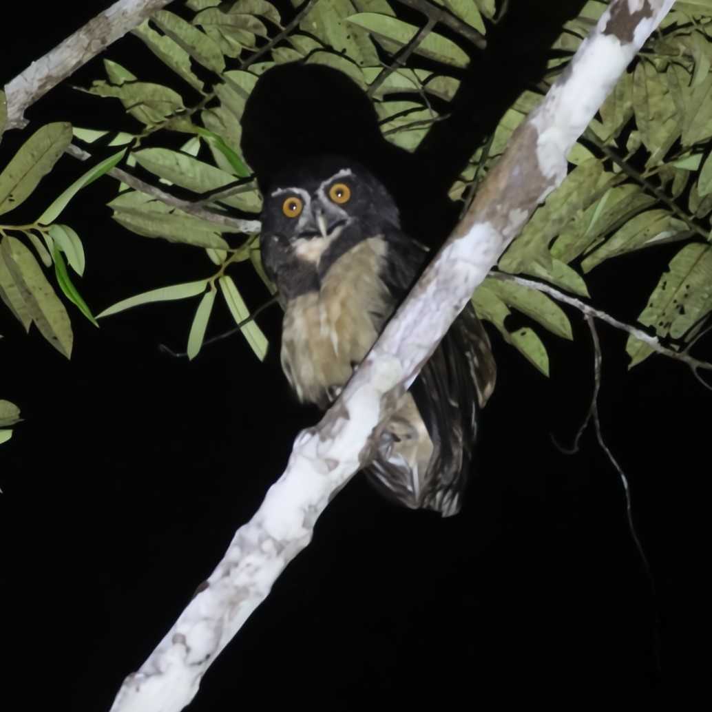 Spectacled Owl - ML630550543