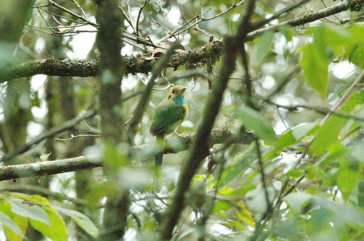 Blue-throated Motmot - ML630550544