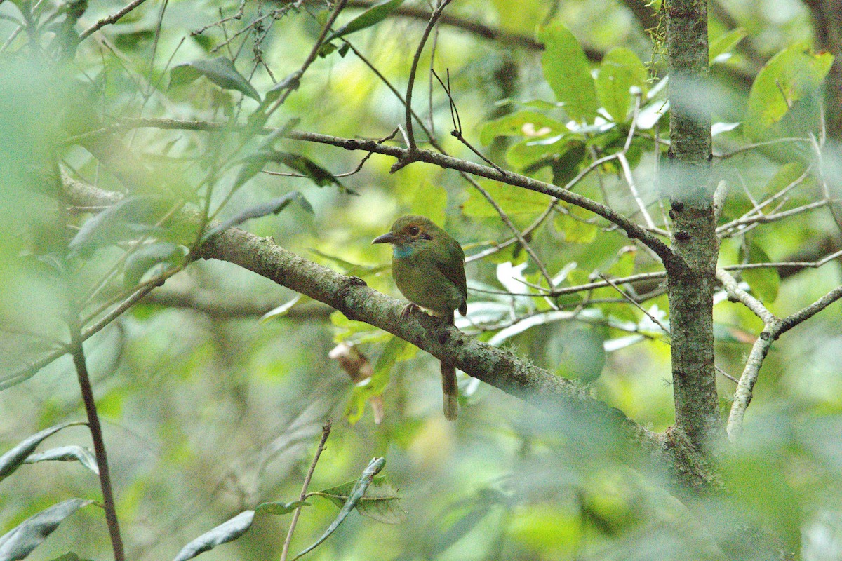 Blue-throated Motmot - ML630550546