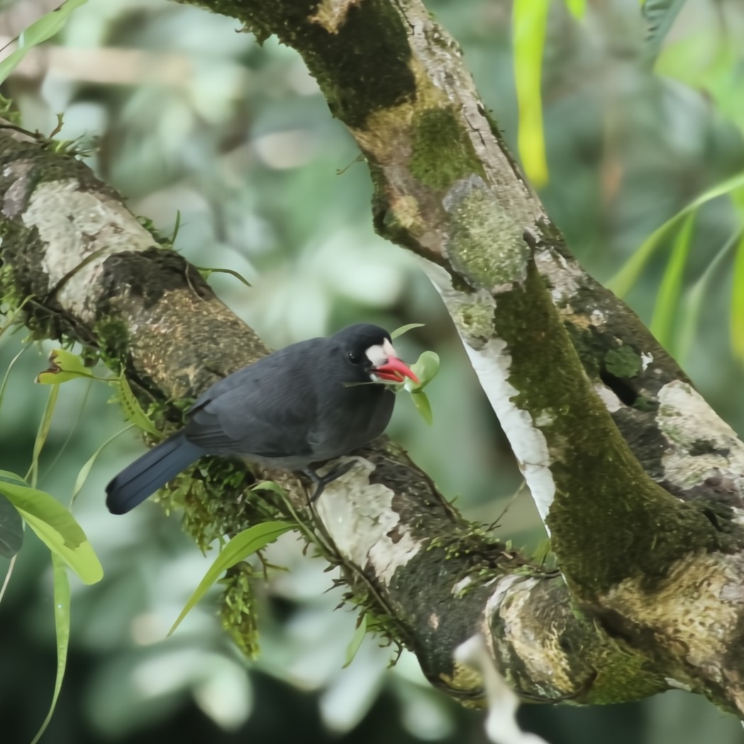 White-fronted Nunbird - ML630550569