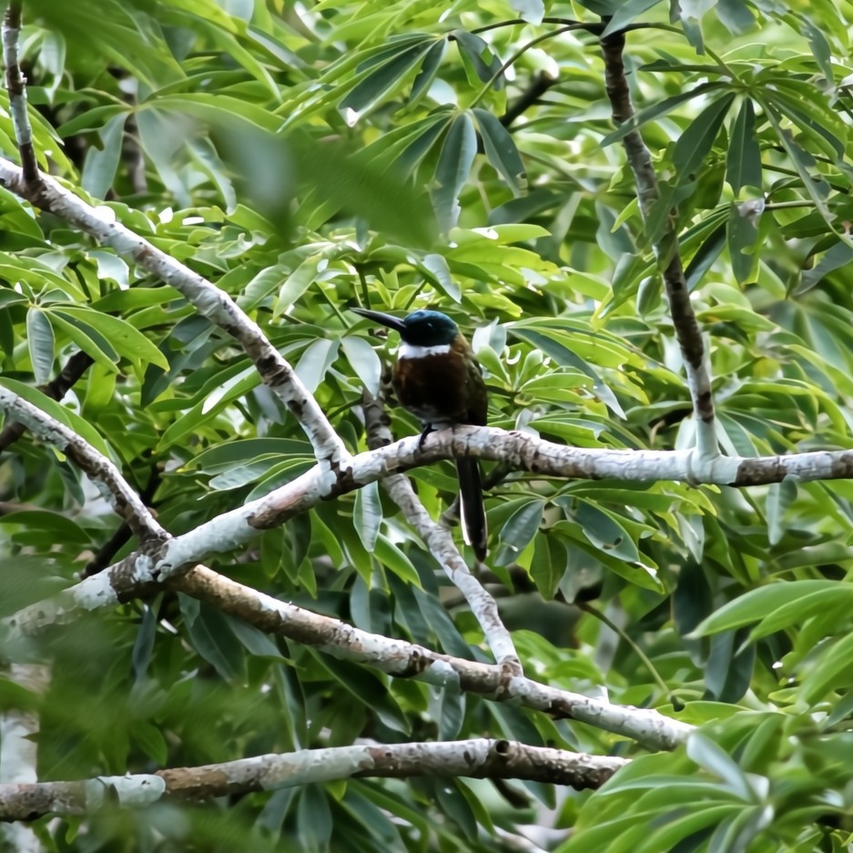 Purplish Jacamar - ML630550576