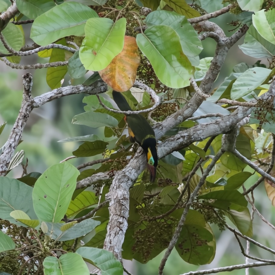 Golden-collared Toucanet - ML630550587