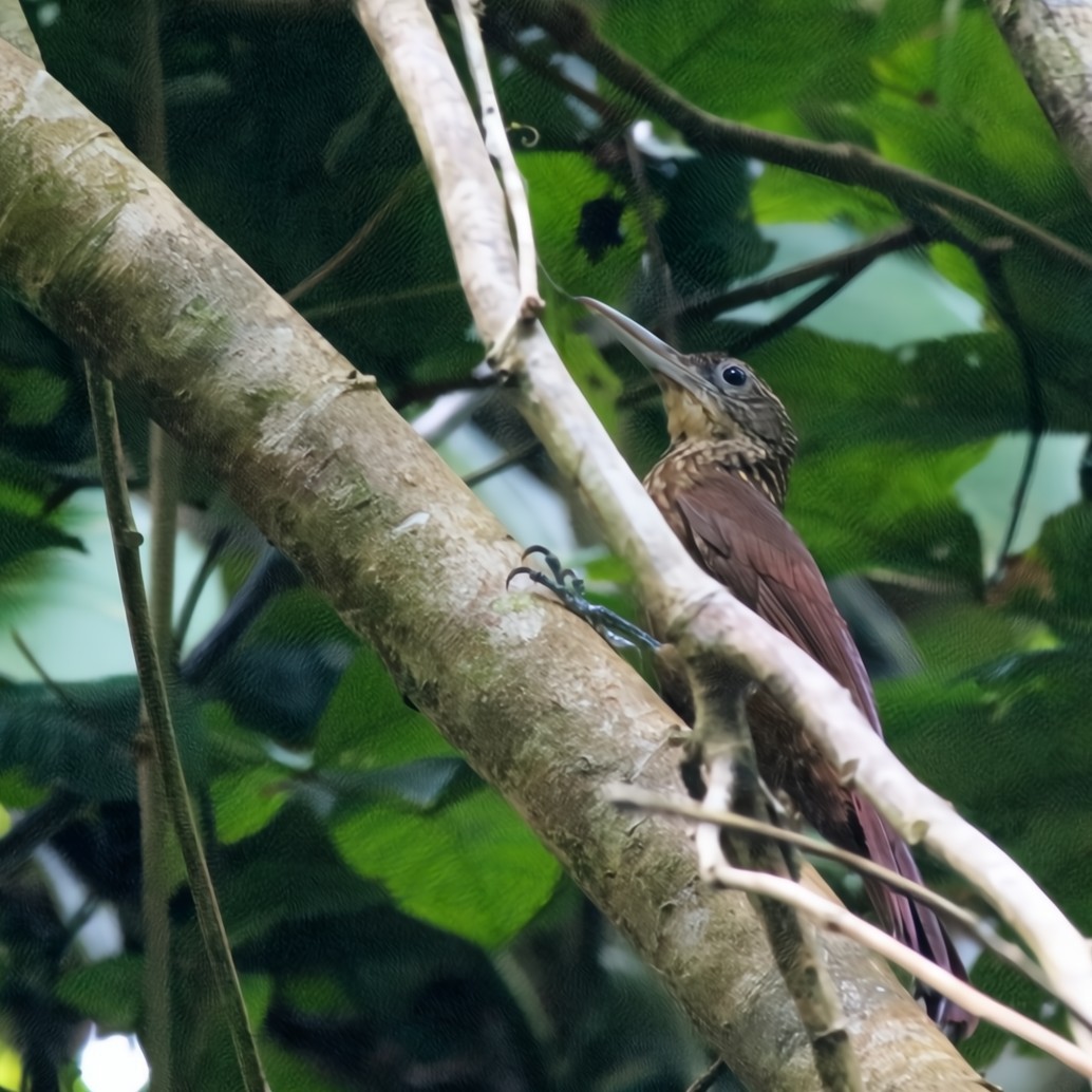 Buff-throated Woodcreeper - ML630550596