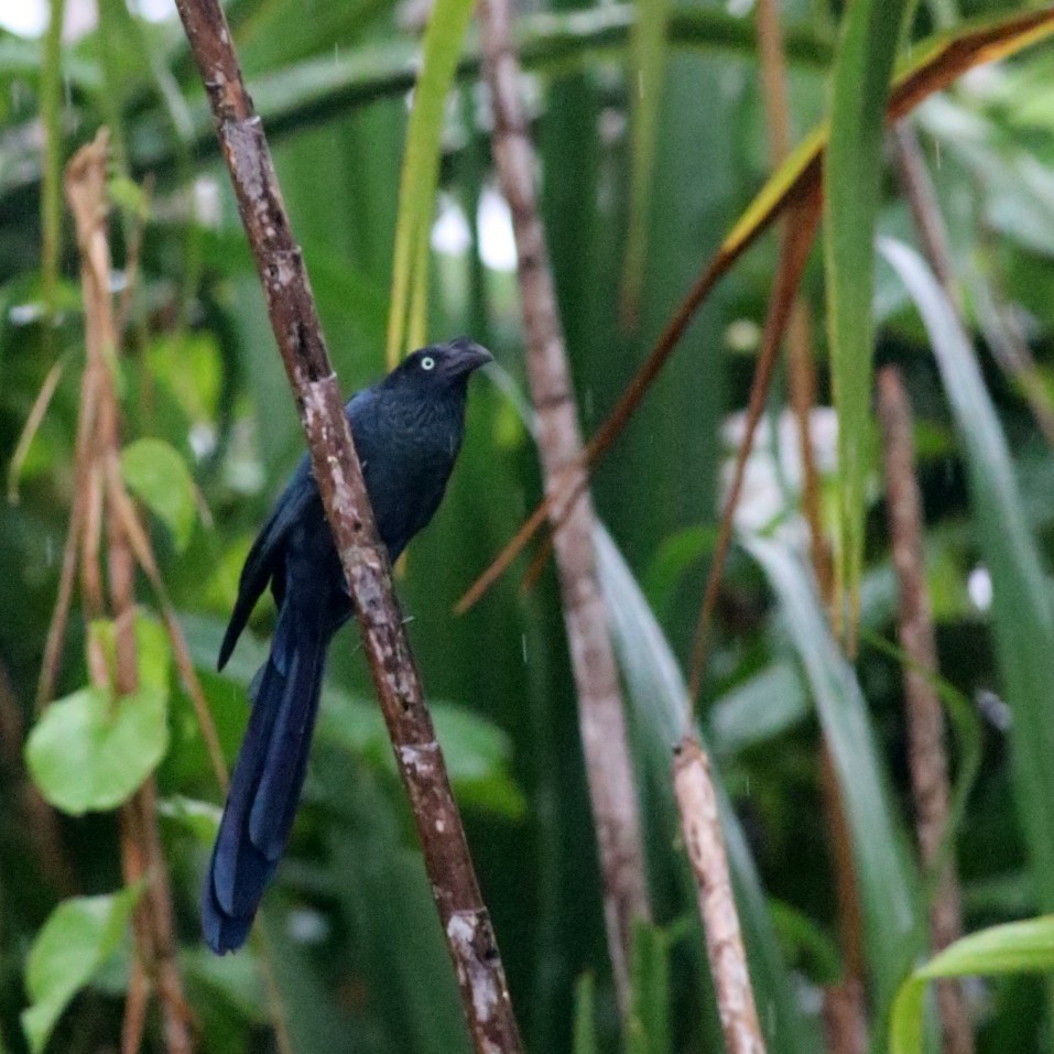 Greater Ani - ML630550609