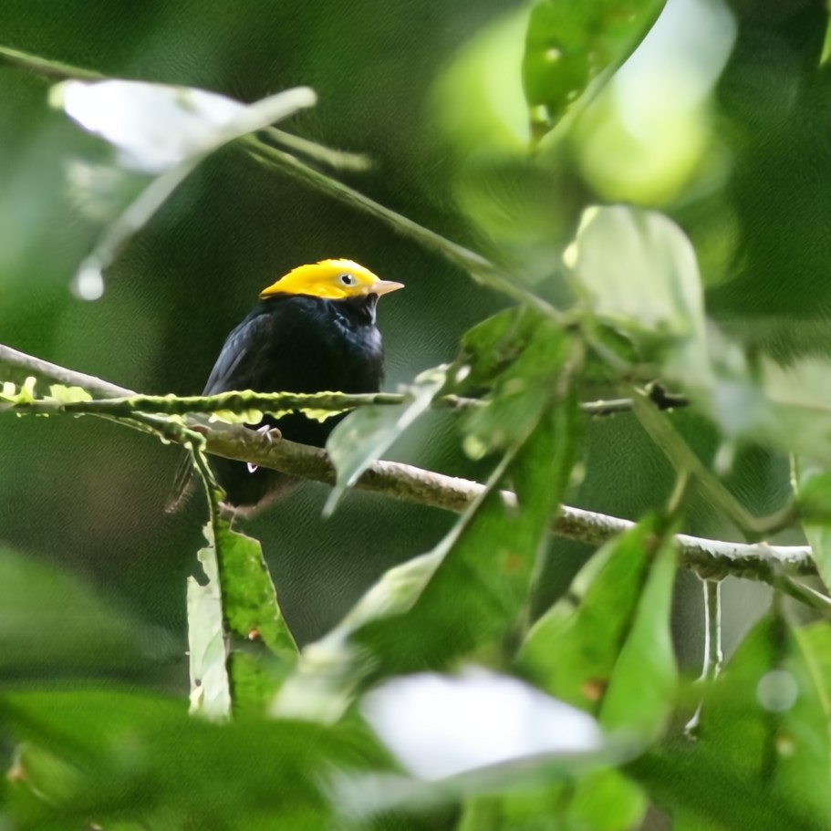 Golden-headed Manakin - ML630550626