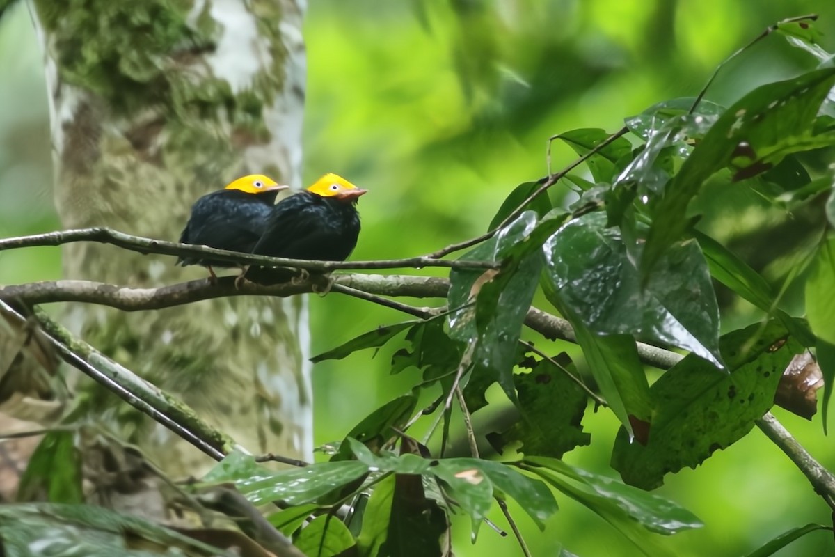 Golden-headed Manakin - ML630550627