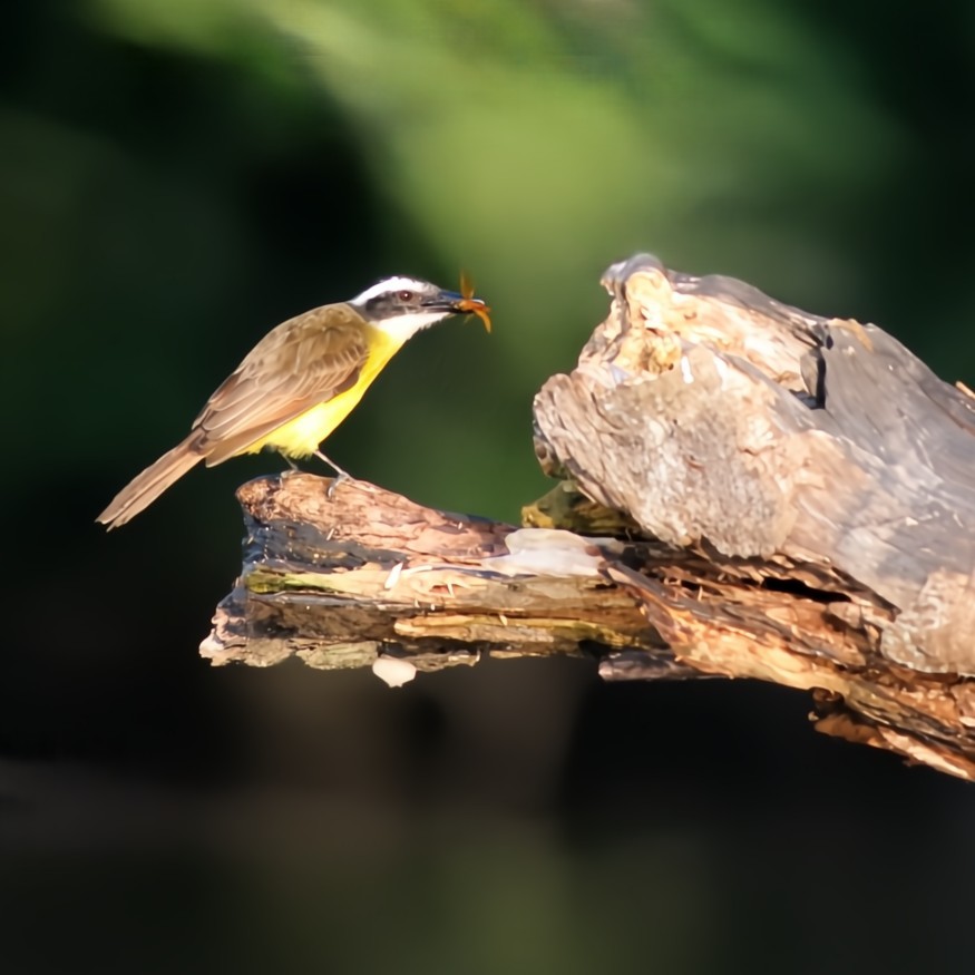 Lesser Kiskadee - ML630550634
