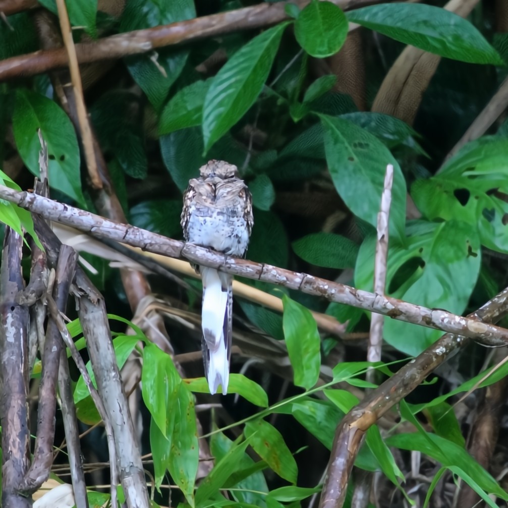 Ladder-tailed Nightjar - ML630550660