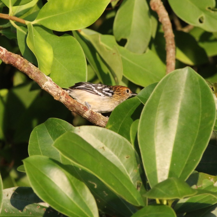 Amazonian Streaked-Antwren - ML630550684