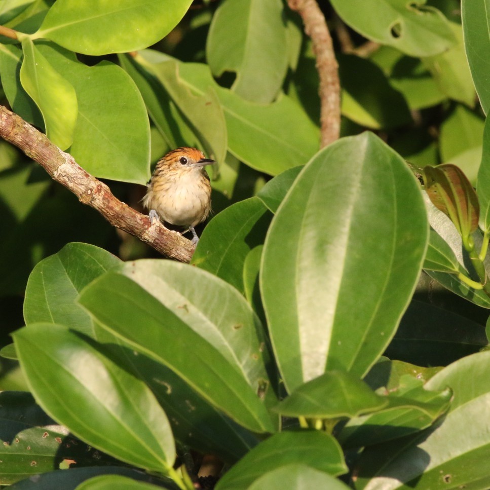 Amazonian Streaked-Antwren - ML630550685