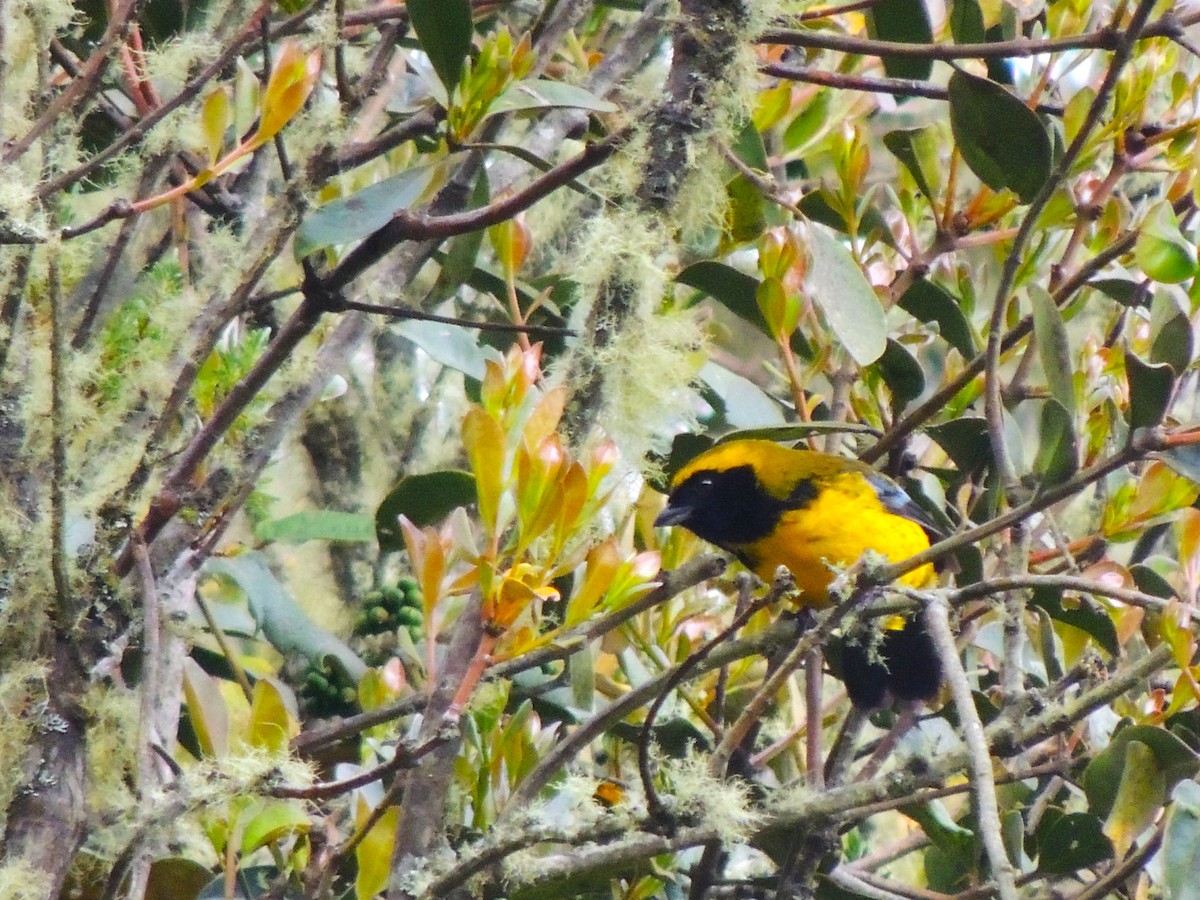 Masked Mountain Tanager - ML630550700
