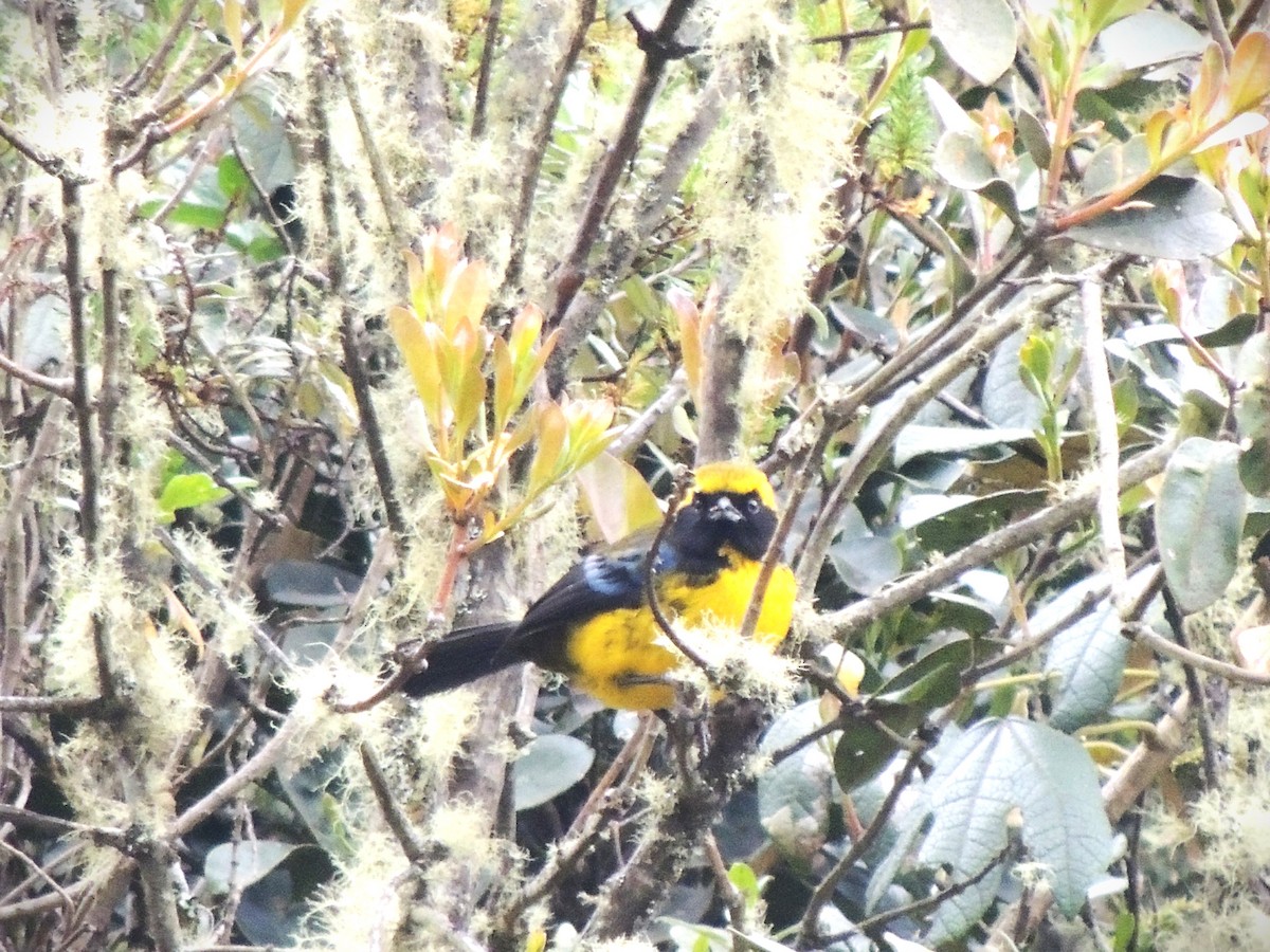 Masked Mountain Tanager - ML630550701