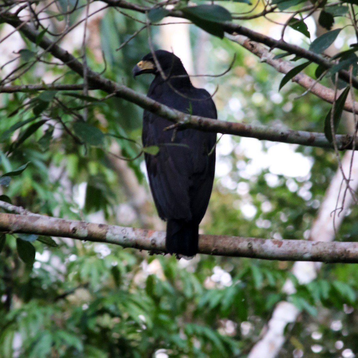 Great Black Hawk - ML630550705