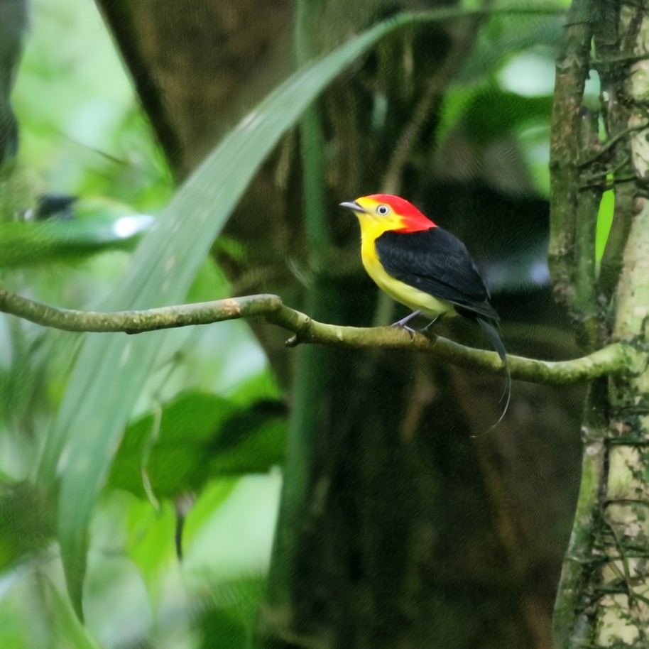 Wire-tailed Manakin - ML630550719