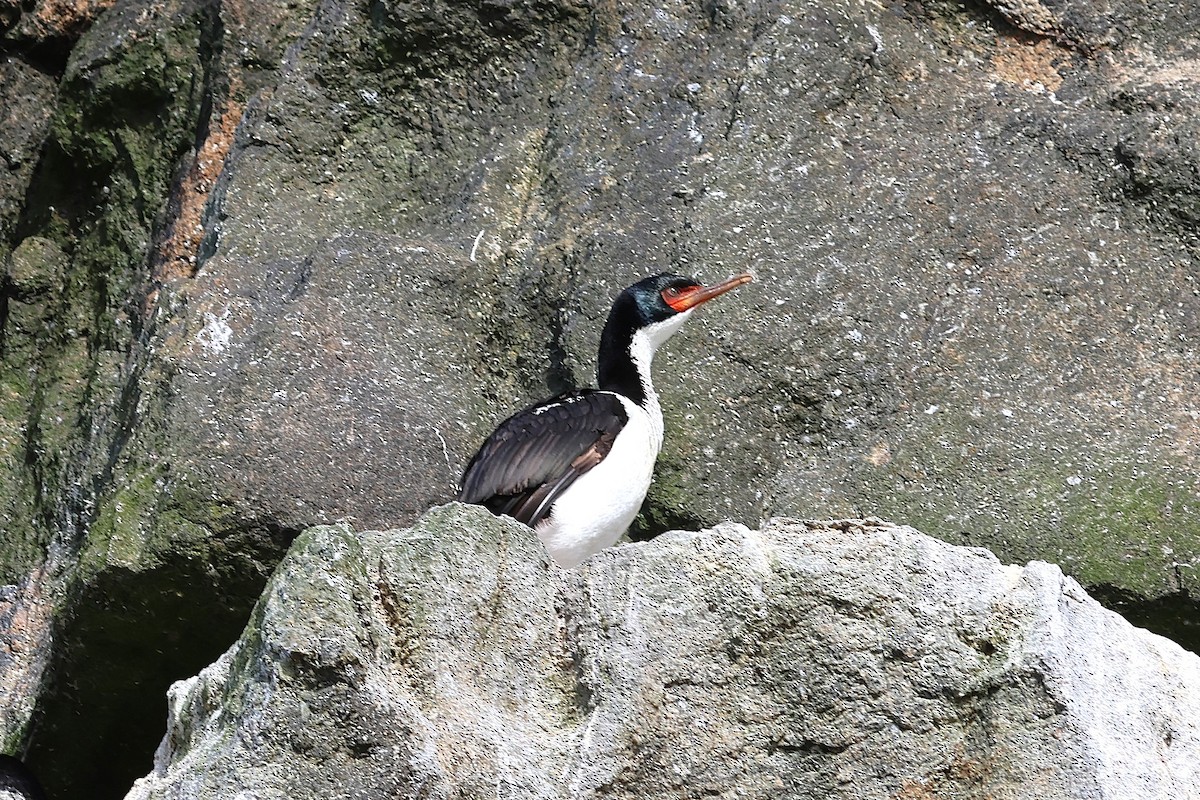 Bounty Islands Shag - ML630551007