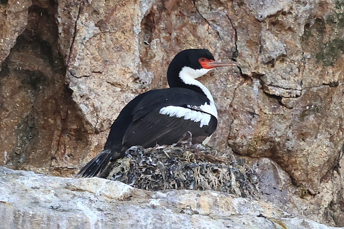 Bounty Islands Shag - ML630551019