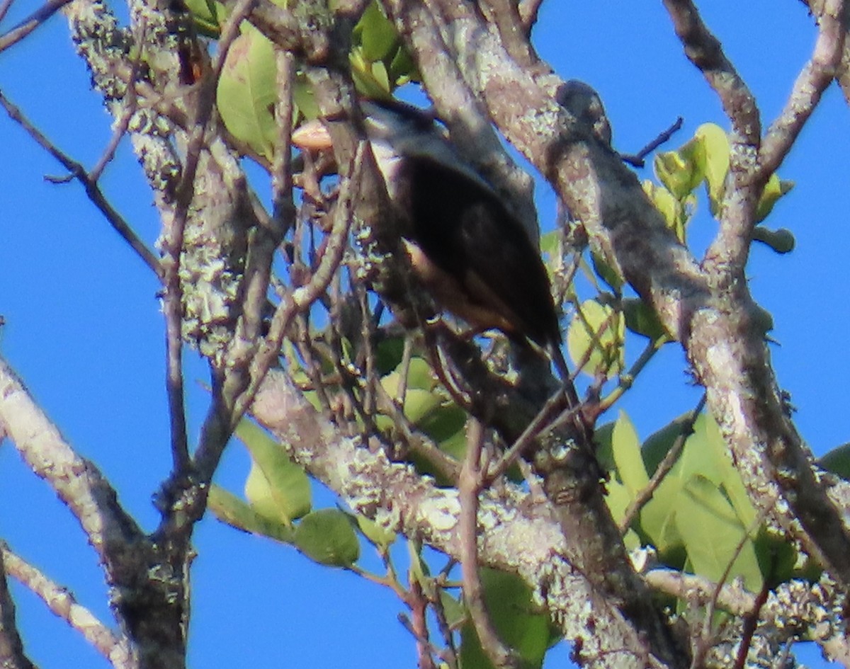 Black-backed Barbet - ML630551209