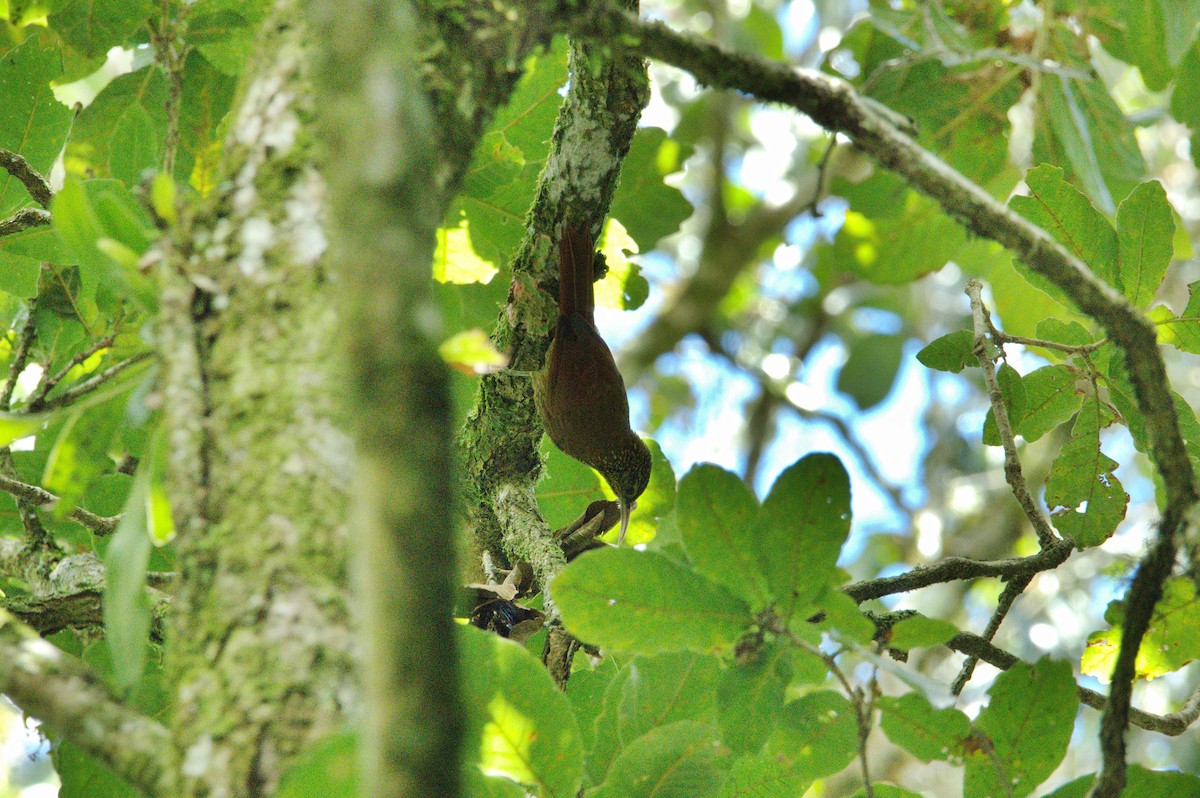 Spot-crowned Woodcreeper - ML630551326