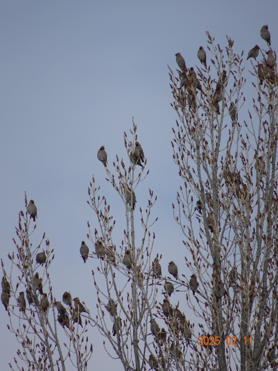 Bohemian Waxwing - ML630551343