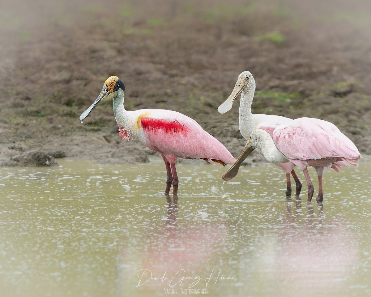 Roseate Spoonbill - ML630551568