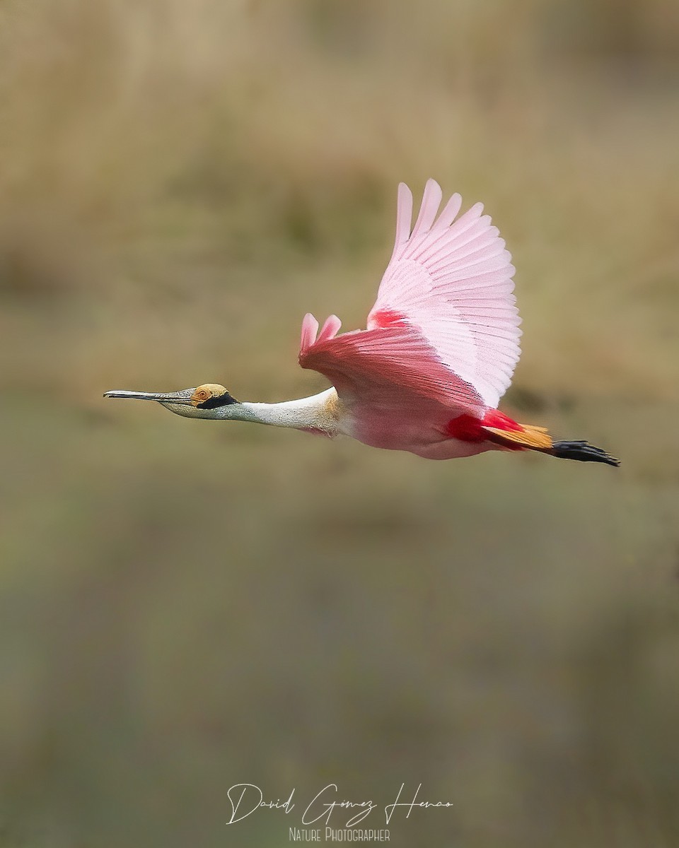 Roseate Spoonbill - ML630551569